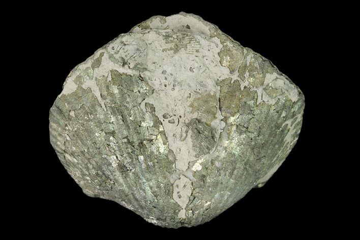 Pyrite Replaced Brachiopod (Paraspirifer) Fossil - Ohio #160087